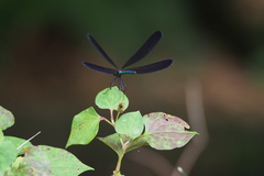 Atrocalopteryx atrata