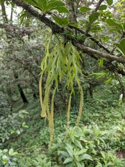 Oberonia falcata