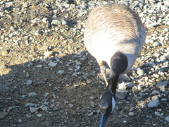 Branta canadensis