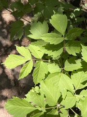 Acer negundo interius