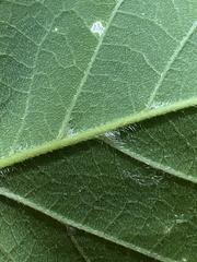 Acer negundo interius