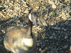 Branta canadensis