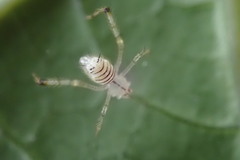 Meotipa spiniventris