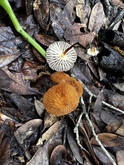Marasmius