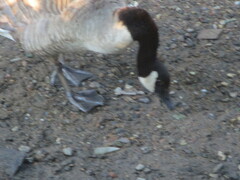 Branta canadensis