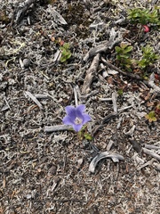 Campanula lasiocarpa