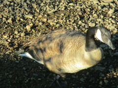 Branta canadensis