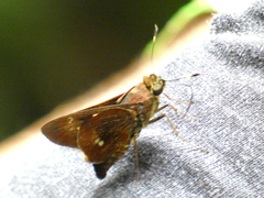Decinea decinea