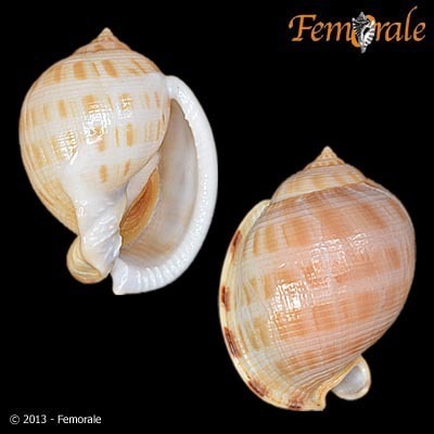 Semicassis saburon (Bruguière, 1792)