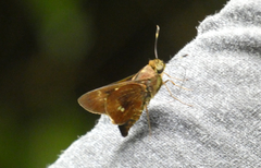 Decinea decinea