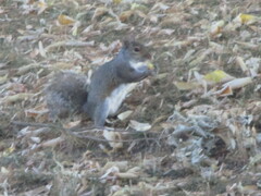 Sciurus carolinensis