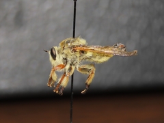 Megaphorus willistoni