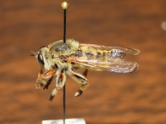 Megaphorus willistoni