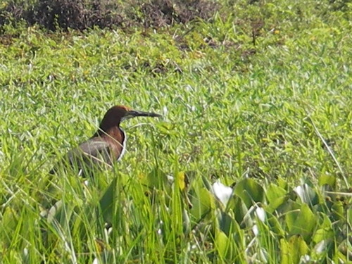 Tigrisoma lineatum