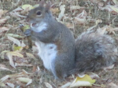 Sciurus carolinensis