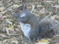 Sciurus carolinensis