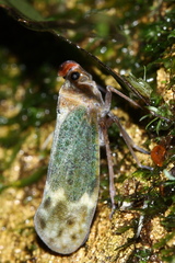 Enchophora