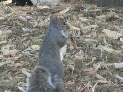 Sciurus carolinensis