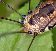 Leiobunum aldrichi