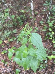 Ageratina jucunda
