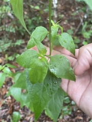 Ageratina jucunda