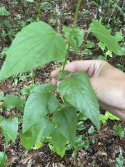 Ageratina jucunda