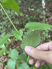 Ageratina jucunda