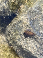 Semisulcospiridae