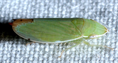 Memnonia flavida