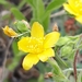 Woolly St John's-Wort - Photo (c) Pedro Beja, some rights reserved (CC BY-NC), uploaded by Pedro Beja