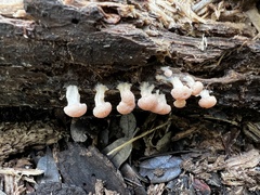 Tubifera microsperma