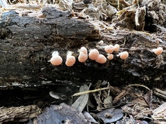 Tubifera microsperma