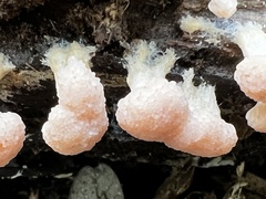 Tubifera microsperma