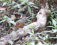 Colluricincla rufogaster rufogaster