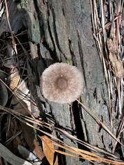 Pluteus septocystidiatus