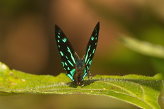 Simiskina pharyge