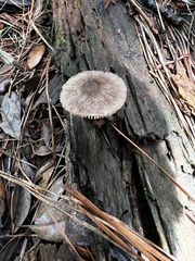 Pluteus septocystidiatus
