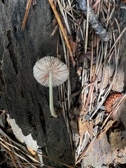 Pluteus septocystidiatus