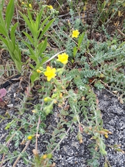 Hypericum tomentosum