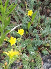 Hypericum tomentosum