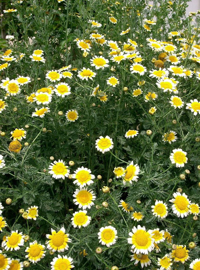 garland or crown daisy (Plants of the Presidio of San Francisco