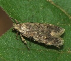 Chionodes pereyra