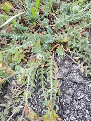 Hypericum tomentosum