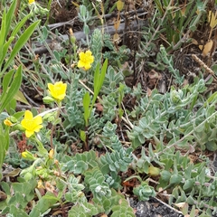 Hypericum tomentosum