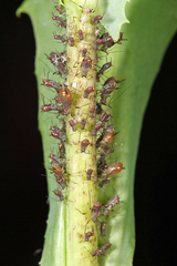 Uroleucon pseudambrosiae