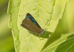 Simiskina pharyge