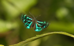 Simiskina pharyge