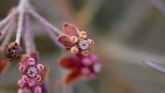 Asclepias brachystephana