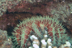 Acanthaster planci