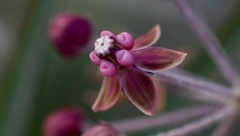 Asclepias brachystephana